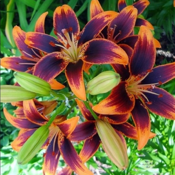 Meet your Posher, Stephanie - Picture 1 of 1